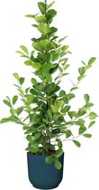 Kamerplant van Botanicly – Vijgenboom in blauw ELHO plastic pot als set – Hoogte: 105 cm – Ficus Moclame