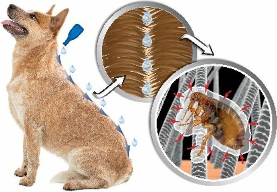 Gedetailleerde illustratie van de werking van Beaphar DIMETHICare op de vacht van een hond en een vlo.