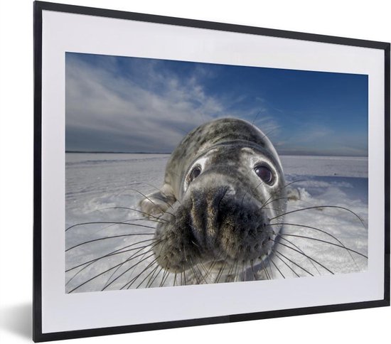 Fotolijst incl. Poster - Zeehond - Sneeuw - Close up - 40x30 cm - Posterlijst