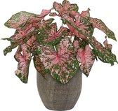 XL Caladium Pink Beauty met pot Emmy Brown ↕60cm - Kamerplant