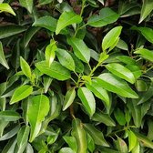 Prunus lusitanica 'Angustifolia' - Portugese Laurierkers 80-100 cm c10