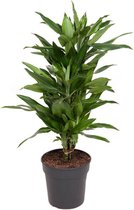 Kamerplant van Botanicly – Drakenboom – Hoogte: 90 cm – Dracaena fragr. Janet Lind
