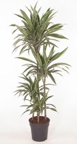 Kamerplant van Botanicly – Drakenboom – Hoogte: 140 cm – Dracaena fragr. Warneckii