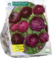 Baltus Ranunculus Purple Sensation Ranonkel bloembollen per 15 stuks
