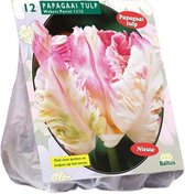 Plantenwinkel Tulipa Pink Vision Parkiet tulpen bloembollen per 12 stuk