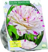 Plantenwinkel Tulipa Danceline tulpen bloembollen per 5 stuks