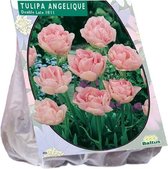 Plantenwinkel Tulipa Dubbel Laat Angelique tulpen bloembollen per 20 stuks
