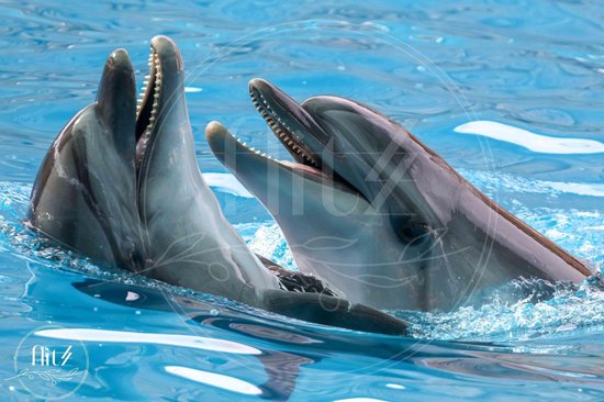 Production néerlandaise complète! │ Peinture de diamants │ Dauphins 01 │ Taille 60 x 40 cm │ Paquet de Peinture de diamants adulte │ Flitzz complète │ Carré │ Complet │ Peinture de diamants Flitzz