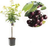 Prunus avium Burlat | zoete kers | Ø 24 cm