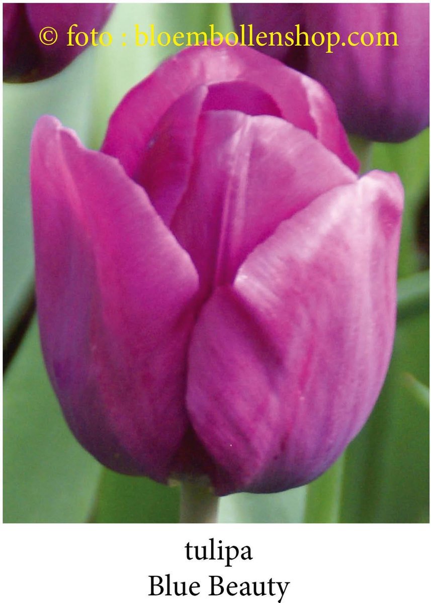 tulp Blue Beauty 25 bollen maat 12/+ tulpen - bloembollen- tulpenbollen