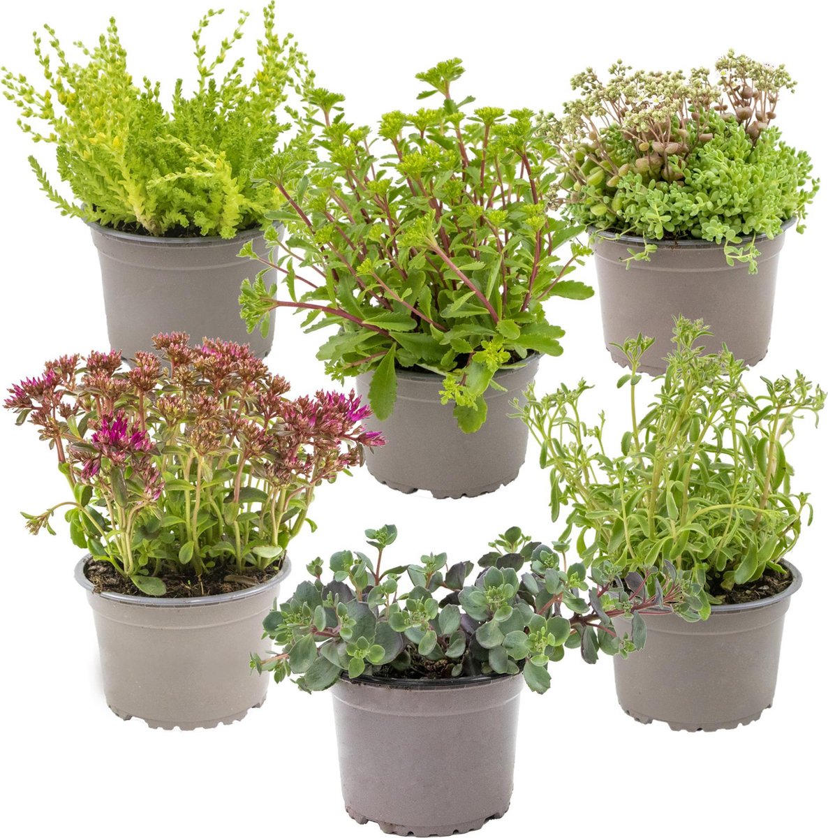 Vaste planten mix per 6 stuks - buitenplant in kwekerspot ⌀14 cm - ↕10-15 cm - Bloomique