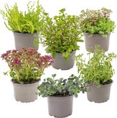 Vaste planten mix per 6 stuks - buitenplant in kwekerspot ⌀14 cm - ↕10-15 cm