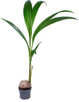 Cocos 'Nucifera' - Kokospalm - Kamerplant - Tropisch - ⌀19 cm - 110-120 cm