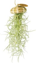 Airplant - Luchtplant -Tillandsia Usneoides - Zeeëgel Naturel - Jellyfish - Kwal - Kwalletje - Hangend - Cadeau