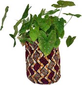 Maame Tumi | Plantenzak klein | Katoenen plantenbak | Opbergmand | Diameter 16 cm, Hoogte 16 cm | Opberg zak multifunctioneel | Duurzaam | Handgemaakt in Ghana | Goed doel