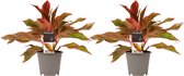 Aglaonema 2 stuks - Hoogte: ↑ 25 cm - Half-schaduw - Waterbehoefte: weinig - diameter pot: 12 cm