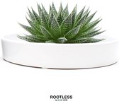 ROOTLESS Aloe – vetplant - witte pot 20 cm - ZERO water