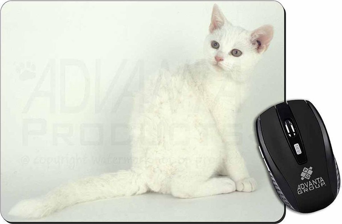 American Wirehair Muismat