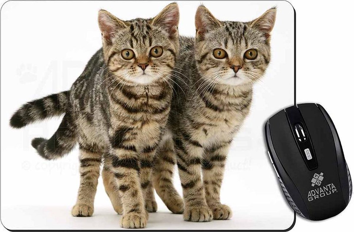 2 Bruine Tabby Poezen / Huiskat Muismat