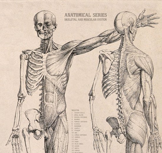 Vintage Poster Anatomie van Het Menselijk Lichaam - Skelet, Hart, Spieren en Organen - 50x70 cm