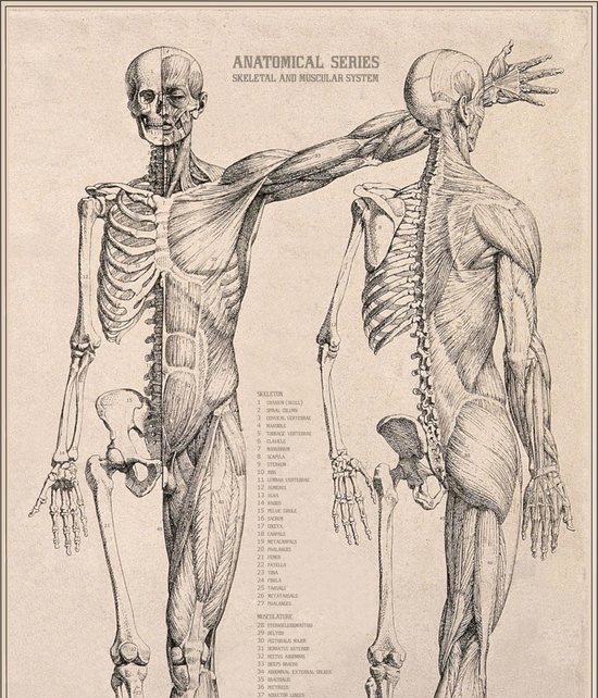 Vintage Poster Anatomie van Het Menselijk Lichaam - Skelet, Hart, Spieren en Organen - 50x70 - Esque