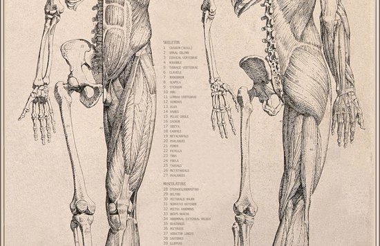 Vintage Poster Anatomie van Het Menselijk Lichaam - Skelet, Hart, Spieren en Organen - 50x70 - Esque