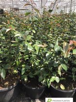 Camellia ´Spring Festival´ struik met knoppen 100-120cm