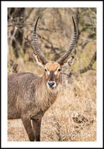 Poster Waterbok - Anton van Beek Collectie 30x40 cm