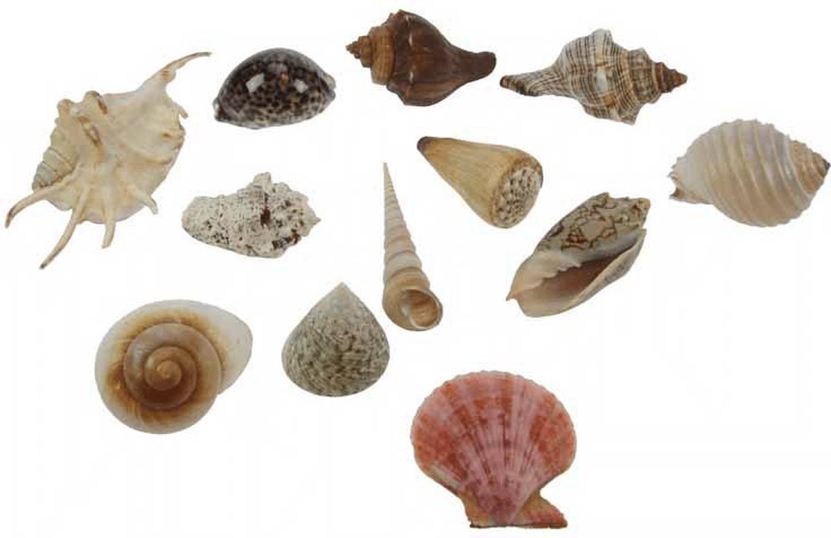 Grote decoratie schelpen 24x stuks