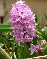 Hyacinth Splendid Cornelia 16/17 - 5 stuks - Hyacinten