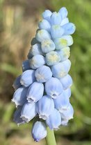 Muscari Valerie Finnis 8/9 - 50 stuks - blauwe druifjes