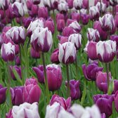 Tulipa Smokey Mountains Mix - 25 stuks - Tulpen