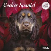 Engelse Cocker Spaniel Kalender 2022 Deluxe