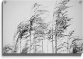 Walljar - Tarwekorrels In De Wind - Muurdecoratie - Plexiglas schilderij