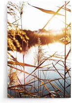 Walljar - Riet Met Zonsondergang - Muurdecoratie - Poster