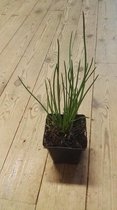 Kruidenplant - Doorlevende bieslook - in pot 9 cm - Allium schoenoprasum