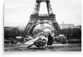 Walljar - Duiven In Parijs - Dieren poster