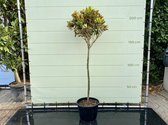 Magnolia Grandiflora - Little Gem - hoogte 200 cm