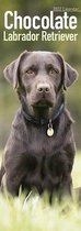Chocolate Labrador Retrievers - Braune Labradore 2022