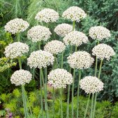 Allium Nigrum 8/9 - 50 stuks - sierui - zwarte look