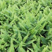 6x Blechnum spicant - Dubbelloof - Pot 9x9 cm