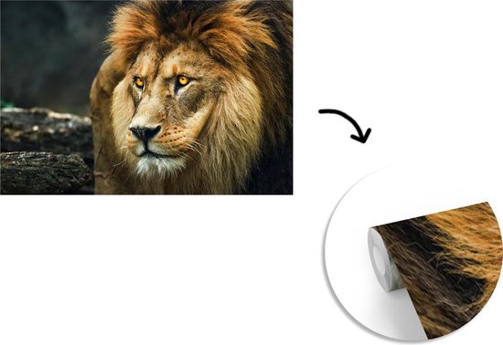 Papier peint - Papier peint photo Lion - Portrait - Sauvage - Largeur 420 cm x hauteur 280 cm