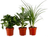 Leuke kamerplanten | Bananenplant, Beaucarnea en Strelitzia plant | Deze combinatie planten wil je in huis hebben Ø 12 cm - Hoogte 35 cm (waarvan +/- 25 cm plant en 10 cm pot) | Kamerplanten