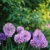 KH Bloembollen - 25  Allium Purple Rain bollen - Kleur Paars