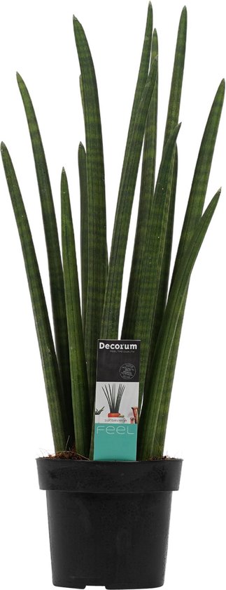 Decorum Sansevieria Cylindrica rocket – ↨ 60cm – ⌀ 17cm