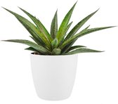 Mangave ‘Pineapple Express’ ® in ELHO Brussels Round (wit) – ↨ 15cm – ⌀ 18cm