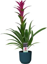 FloraExpert - Guzmania - 60 Cm - Ø 14