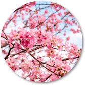 Roze Bloesem met een Blauwe Lucht - Muurcirkel Forex 30cm - Wandcirkel voor binnen - Besteposter - Landschap - Natuur - Bloemen