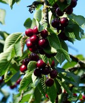 Kersenboom - Zuilkers ‘Sylvia’ – 80cm hoog in 5 liter pot