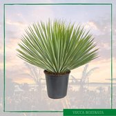 Happypalm - Winterharde palmboom - Yucca Rostrata - 50cm - Plant